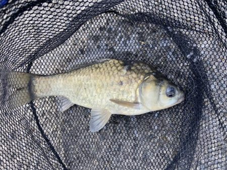 初パンプカ釣り