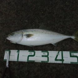 ギリ、メジロ!?