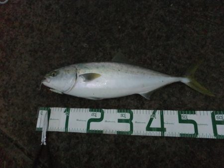 ギリ、メジロ!?