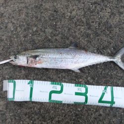 ルアーの勝利！？