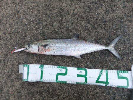 ルアーの勝利！？