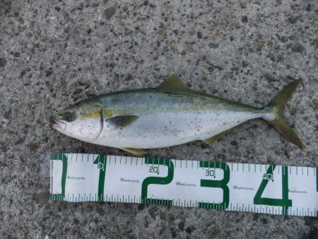 サゴシカッター