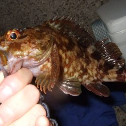 遠投してなんとかゲット