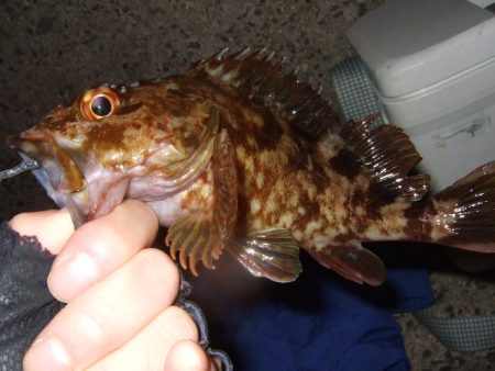 遠投してなんとかゲット