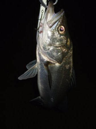 久々に河川シーバスで連発