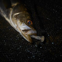 15分だけの釣り…。