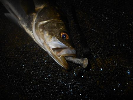 15分だけの釣り…。