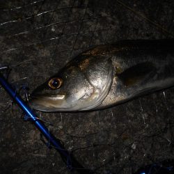 ちょこっとシーバス。