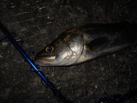 ちょこっとシーバス。