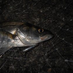 チーバスパラダイス…。