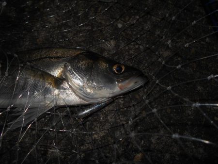 チーバスパラダイス…。