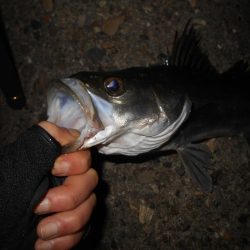 テトラ際のシーバス。