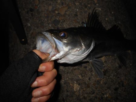 テトラ際のシーバス。