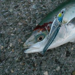 夕方の1時間勝負。