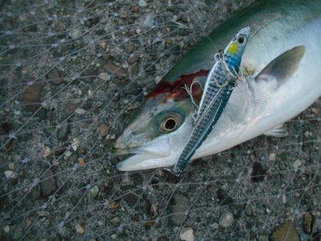 夕方の1時間勝負。