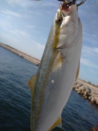 青物終盤戦！！