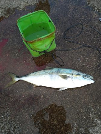 ジグでメジロ、エビで大サバ