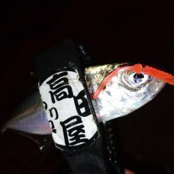 少しだけアジング