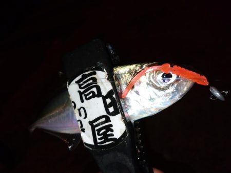 少しだけアジング