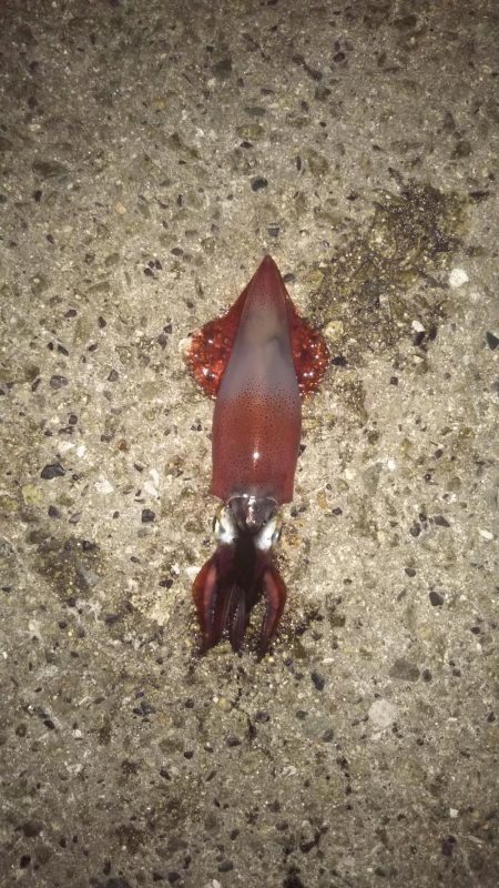 ぷしゅ～～～？