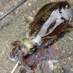 TEAMゲッソー調査隊