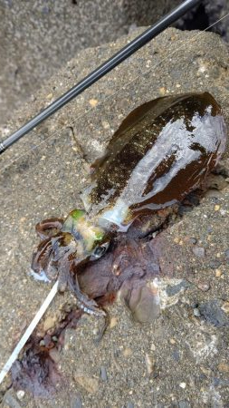 TEAMゲッソー調査隊