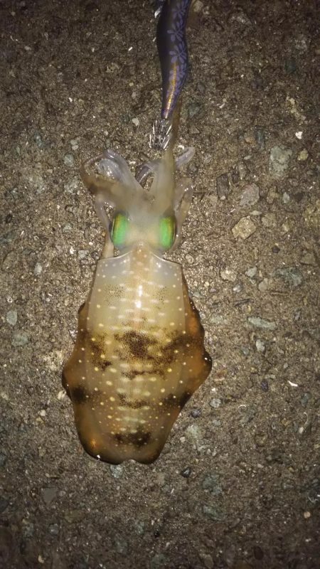 雨上がりエギング