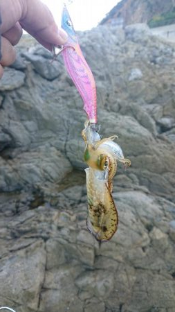 アオリイカを求めて～11月24日