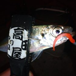 久々のアジング