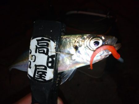 久々のアジング