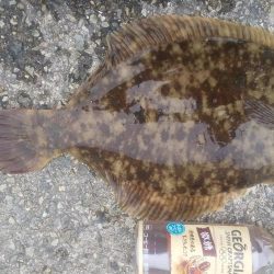 カレイ釣り