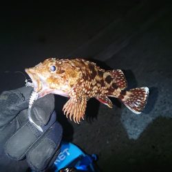 アジ調査も撃沈