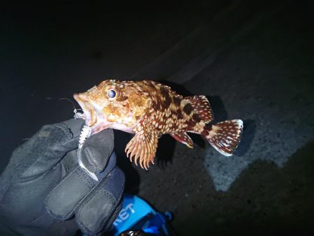 アジ調査も撃沈