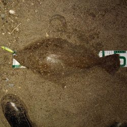 鈴鹿サーフと津の堤防にて