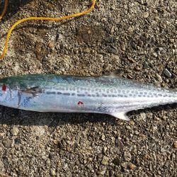 初めての日本海チャレンジ