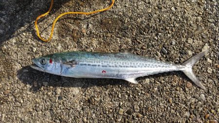 初めての日本海チャレンジ