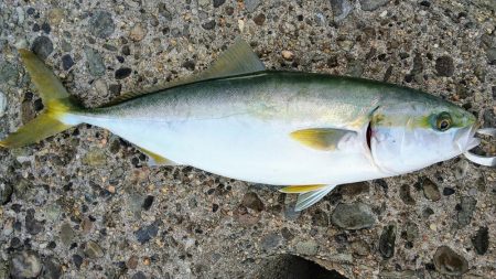 ショアジギング