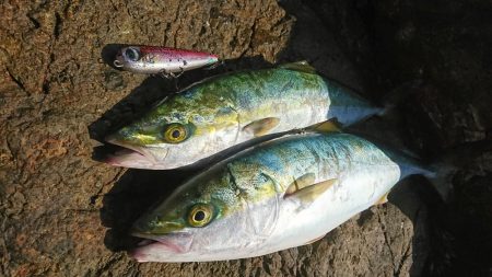 ﾊﾏちゃん久しぶり