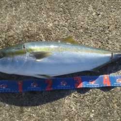 ハマチ釣れたけど…