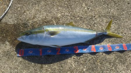 ハマチ釣れたけど…