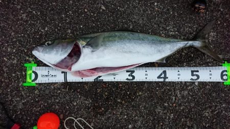 ショアプラッギング釣果