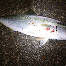 ナイトブルー???