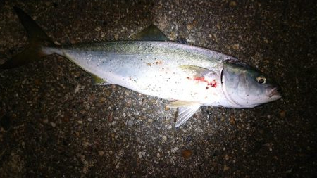 ナイトブルー???