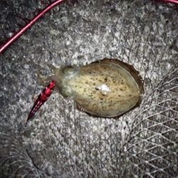 雨中のエギング