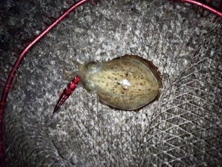 アオリ&コウイカ