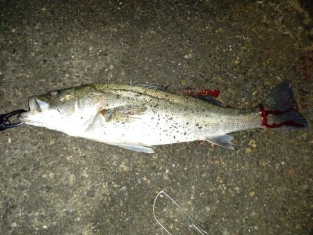 アジング、ショアジギ調査