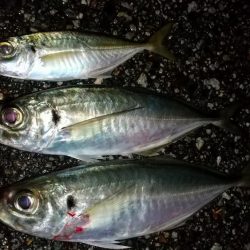 ボトムべったり