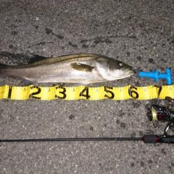 アジングタックルでシーバス？