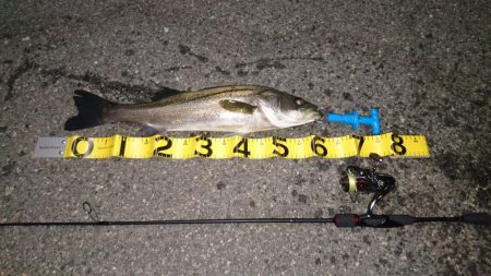 アジングタックルでシーバス？