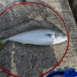 ショアジギング